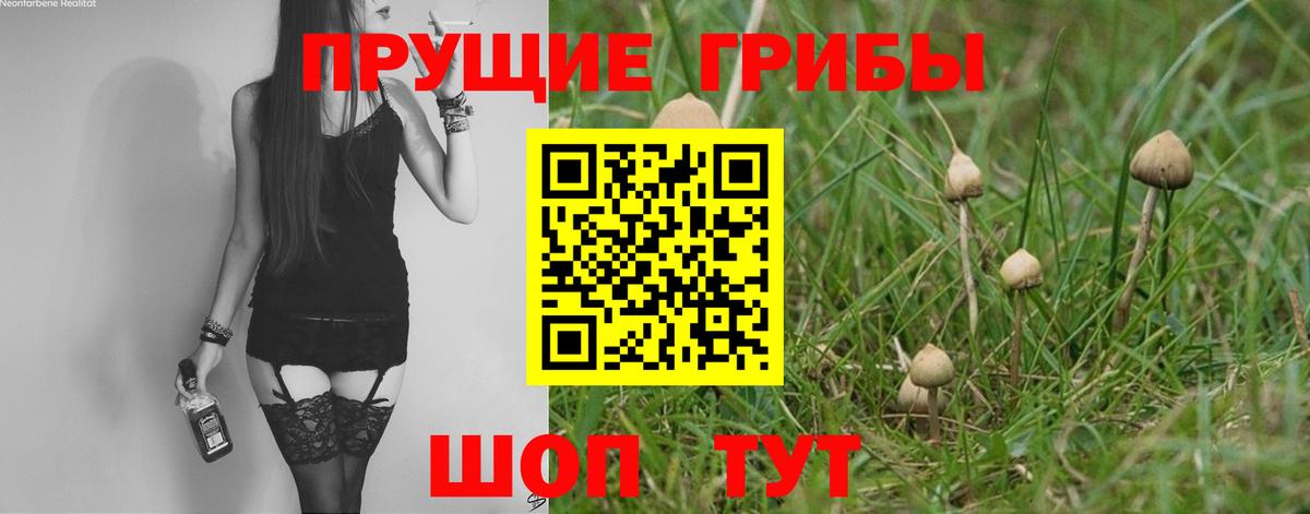 Галлюциногенные грибы Psilocybe Спасск-Дальний